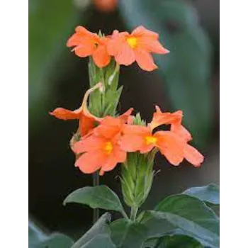 Orange Arali Flowers 1-arali flower-9254134-80073.webp